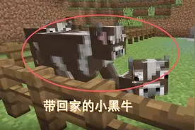 我的世界07：在野外带回两头牛，给它们吃了很多小麦才生下牛宝宝