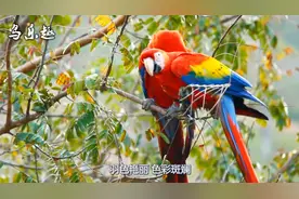 金刚鹦鹉种类最多、数量最多的是哪个国家？看完涨知识了