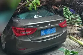 深圳一小区内大树突然连根拔起 2台轿车“受重伤”视频封面