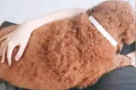 铲屎官将泰迪托付给父母照看，过年时回家一看，顿时哭笑不得！视频封面