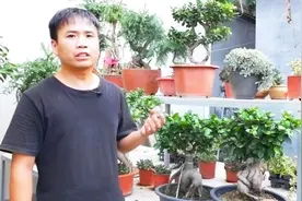 榕树盆景，干枝、黄叶、落叶，赶快这样做，一个月就可以再次爆芽视频封面