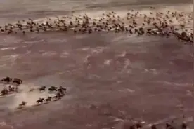 震撼人心的古近代战争场面，欧洲重骑兵蒙古铁骑……视频封面