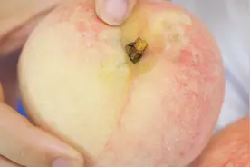 桃毛自动脱落，吃了20多年，才发现只需要这样处理！视频封面