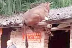 大爷早上去放牛，却发现牛跑到了屋顶上，这是谁吹上去的？视频封面