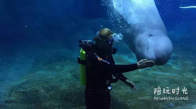 不远还不贵,带娃去长隆这样玩超嗨