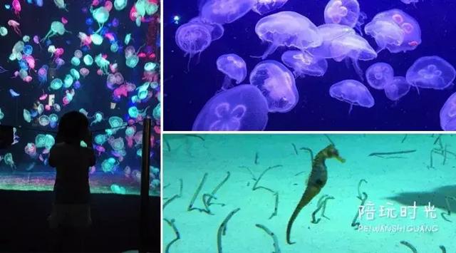 不远还不贵,带娃去长隆这样玩超嗨