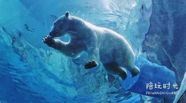 不远还不贵,带娃去长隆这样玩超嗨