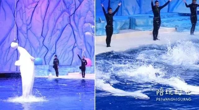 不远还不贵,带娃去长隆这样玩超嗨