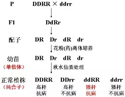 楂樹腑鐢熺墿閬椾紶鍥犲瓙鐨勫彂鐜扮煡璇嗙偣姹囨€? onerror=