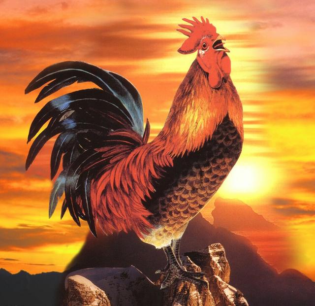 「林诗哥原创诗词」十二生肖之鸡