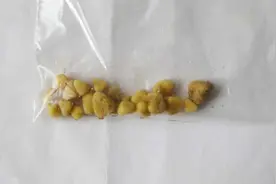 尿结石痛怎么快速止痛？服用哪些药物好呢？视频封面