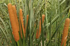 香蒲棒晒干了，它的作用可大了，现在知道也不晚