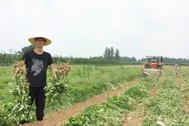 花生控旺能高产，到底是株高30公分还是40公分控旺最好？一定看视频封面