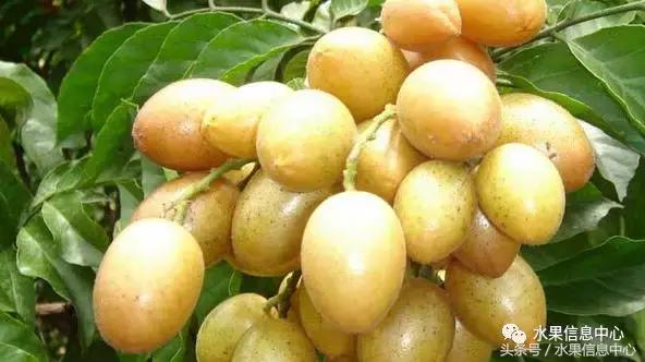 黄旦是什么水果(黄皮果这种南方水果有谁吃过) - 桓桂百科号