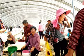 实拍枸杞采摘工的生活现场，30多度的高温，他们是如何过的！视频封面