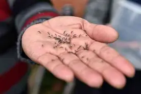 全国蚊子哪最多？江苏首发蚊子预报地图！图片