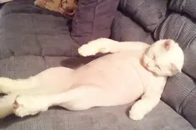 喵星人：能躺着就不坐着，能坐着就不站着，喵咪懒起来谁都拦不住