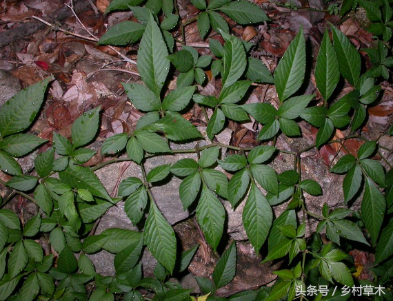 身边野草乌潋梅——清热解毒活血散瘀利尿