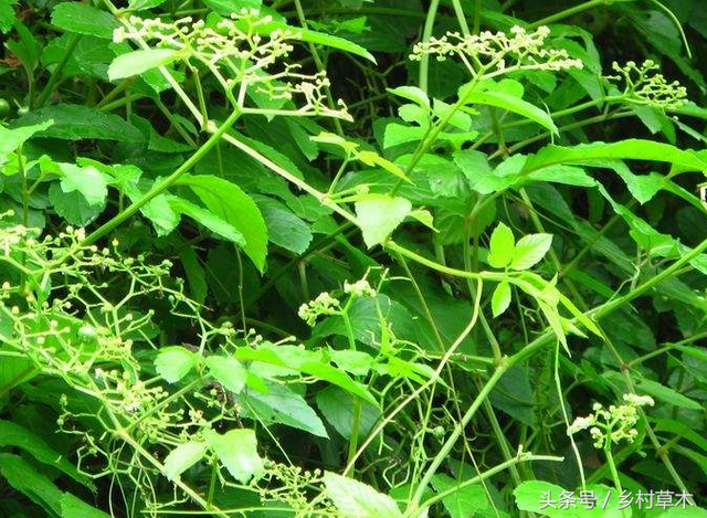 身边野草乌潋梅——清热解毒活血散瘀利尿