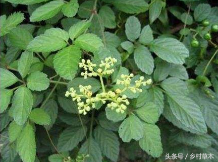 身边野草乌潋梅——清热解毒活血散瘀利尿