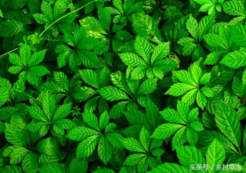 身边野草乌潋梅——清热解毒活血散瘀利尿