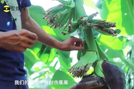 香蕉抹花怎样抹？农户做好这两步，给香蕉美容轻松卖高价！视频封面