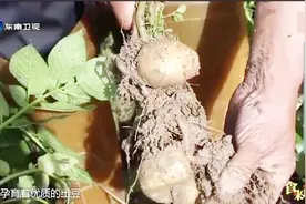 中国最好的土豆——周宁土豆视频封面