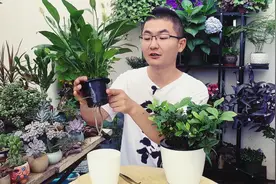 用懒人花盆养花，这样浇水施肥，花卉不黄叶不烂根视频封面