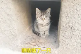 小流浪猫，住在阴暗潮湿的地洞，眼睛瞎了一只，眼神忧郁，可怜啊