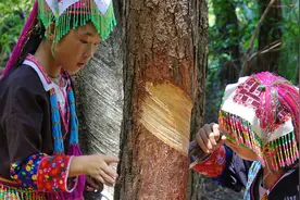 大山里割松香的瑶族小姑娘，还幸运采到灵芝视频封面