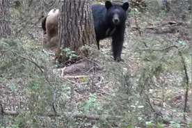 猎人巧遇母熊带小熊 拍下其身影后竟惨被追杀 险些小命都没了视频封面