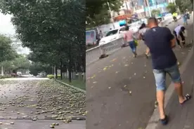 福州台风天芒果遍地，市民“顶风作案”