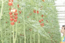 咸宁“五彩大番茄”红花绿紫黄，不仅颜值高，味道还让您忘不了！视频封面