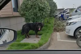 流浪藏獒发狂咬伤多人 婺城民警开3枪击毙图片