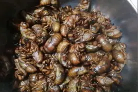 金蝉储存长时间保鲜、一招储存半年没问题、一年四季都能吃得到