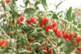 新疆枸杞熟了，摘一公斤4块钱，一天能挣三四百