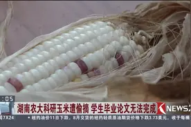可恨！湖南农大科研玉米遭偷摘 学生毕业论文无法完成视频封面