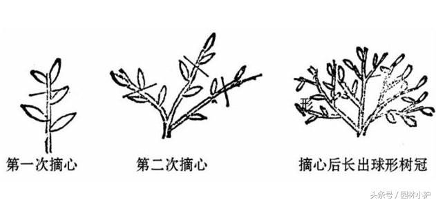 疏蕾,摘心,修剪,修根_农业技术网