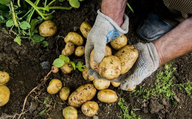 “山卡卡”里的马尔科