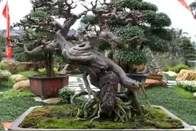 下山桩的生根窍门图片