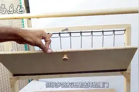 信鸽知识：怎么教幼鸽学会使用撞门活络门进棚？涨知识了视频封面