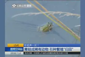 你听到的蛙声很可能是癞蛤蟆！农药“逼走”青蛙 成稀有动物视频封面