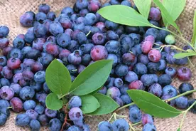 蓝莓皮可以吃吗？这样的蓝莓可以直接吃，有益于保护眼睛