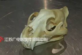 包里塞了个虎头骨 旅客违规带入境被查获图片