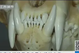 旅游别瞎带纪念品！旅客竟携带虎头骨入境 违规被查！视频封面