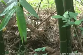 四川男子每天出门去捡这种菇，竟然赚出一套房！图片