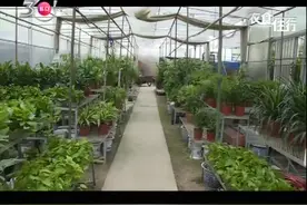 夏季养花有讲究 专家讲解切忌中午浇水你做对了吗