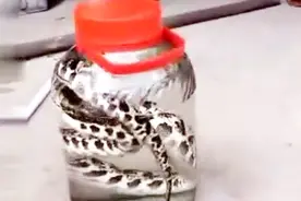 把活着的蛇洗净后浸泡在药酒瓶子，看蛇在药酒中的反应