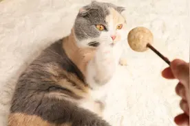 猫咪只舔了一口猫薄荷棒棒糖，局面就失控了，满地翻滚欲罢不能