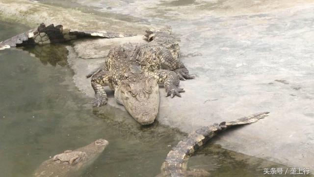 “与鳄共舞”十几载，“摸”出一条产业链，一条鳄鱼效益12000元